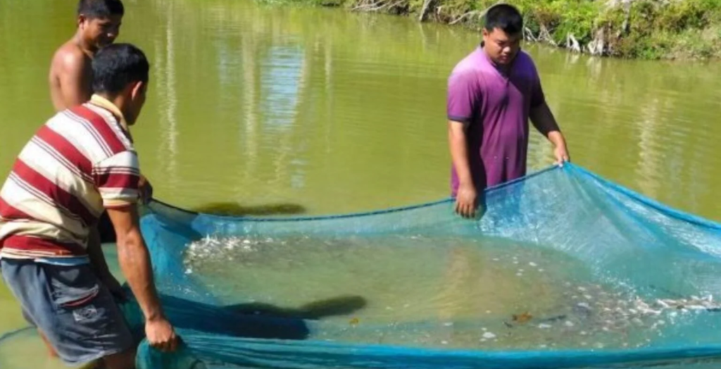 Business Idea in Assam - Fi​sh Farming