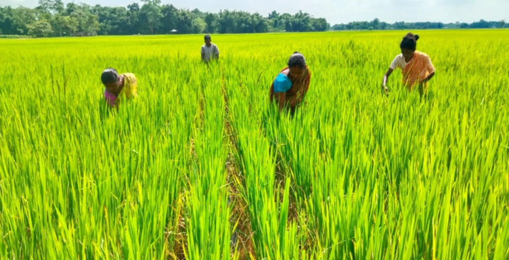 Business Idea in Assam - Orga‌nic Farm​ing