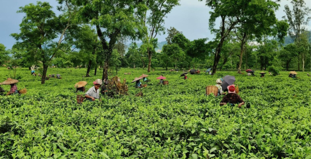 Business Idea in Assam - Tea Packaging & Export‍ Business