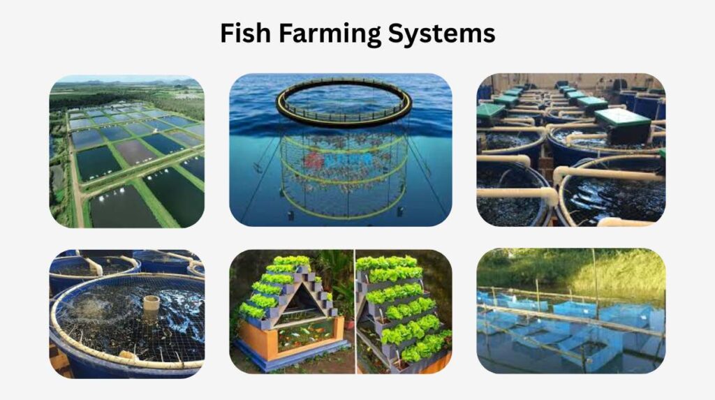 Fish Farming Business